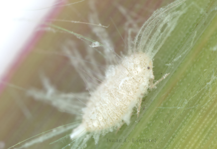 A white adult female pasture mealybug that has a furry body, sitting on a leaf.