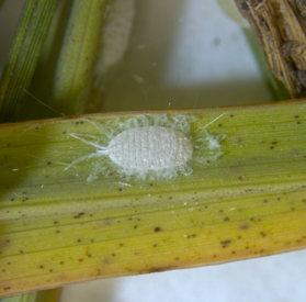 A white, oval-shaped pasture mealybug sitting atop a yellowing grass blade.