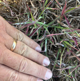 A person's hand brushing over reddening grass that is on the ground.