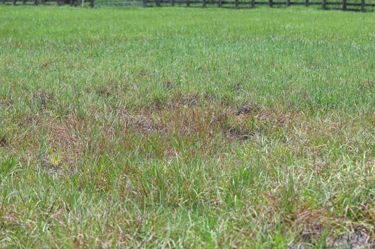 A field of green grass that has a patch of reddening grass due to pasture mealybug damage.