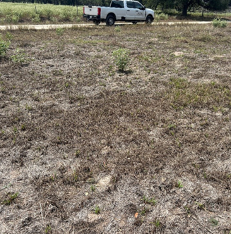A field with a large patch of brown, dead grass surrounded by sparse green vegetation caused by a pasture mealybug infestation.
