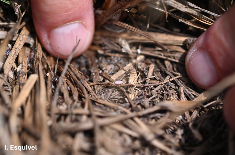 A person using their two index fingers to spread apart Bahiagrass, showing a small pasture mealybug in the middle.
