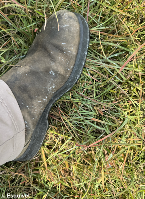 A person standing in grass showing their brown boot with white wax on it caused by walking in a field with pasture mealybugs.