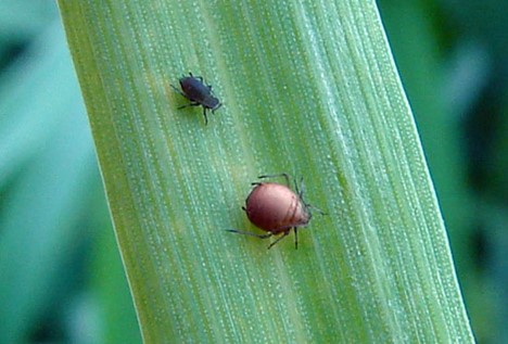 A bird cherry–oat aphid next to a brown mummy on a blade of grass.