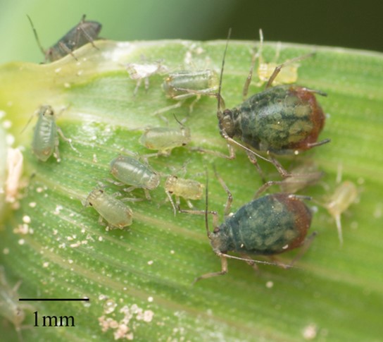bird-cherry-oat-aphid-figure-1.jpg Two adult bird cherry oat aphids with numerous smaller oat aphids on a leaf.