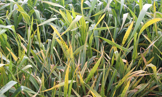 A patch of damaged grass showing areas affected by bird cherry oat aphids.