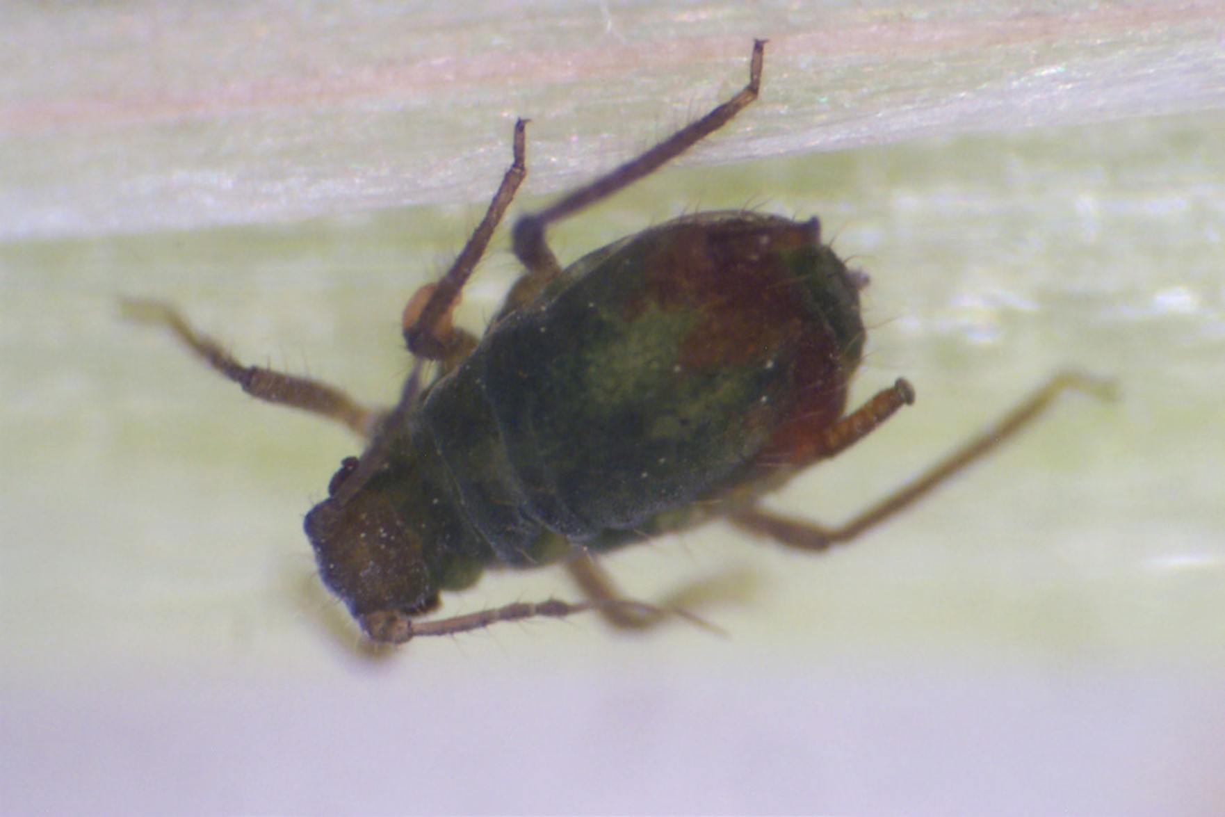 A close-up of an adult rice root aphid.