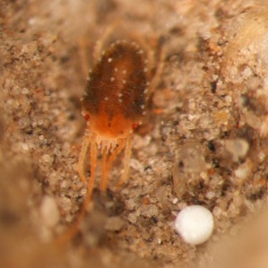 A brown wheat mite buried in a sand-like texture.