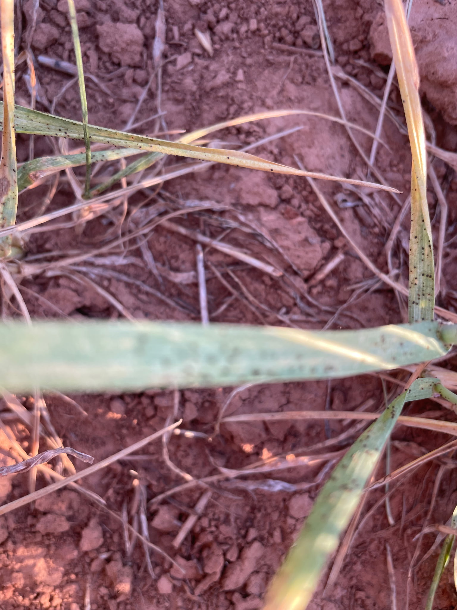 Multiple brown wheat mites sitting on wheat planted in the soil. 