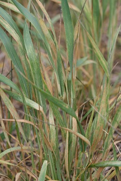 Damage spots from brown wheat mites on a wheat plant.