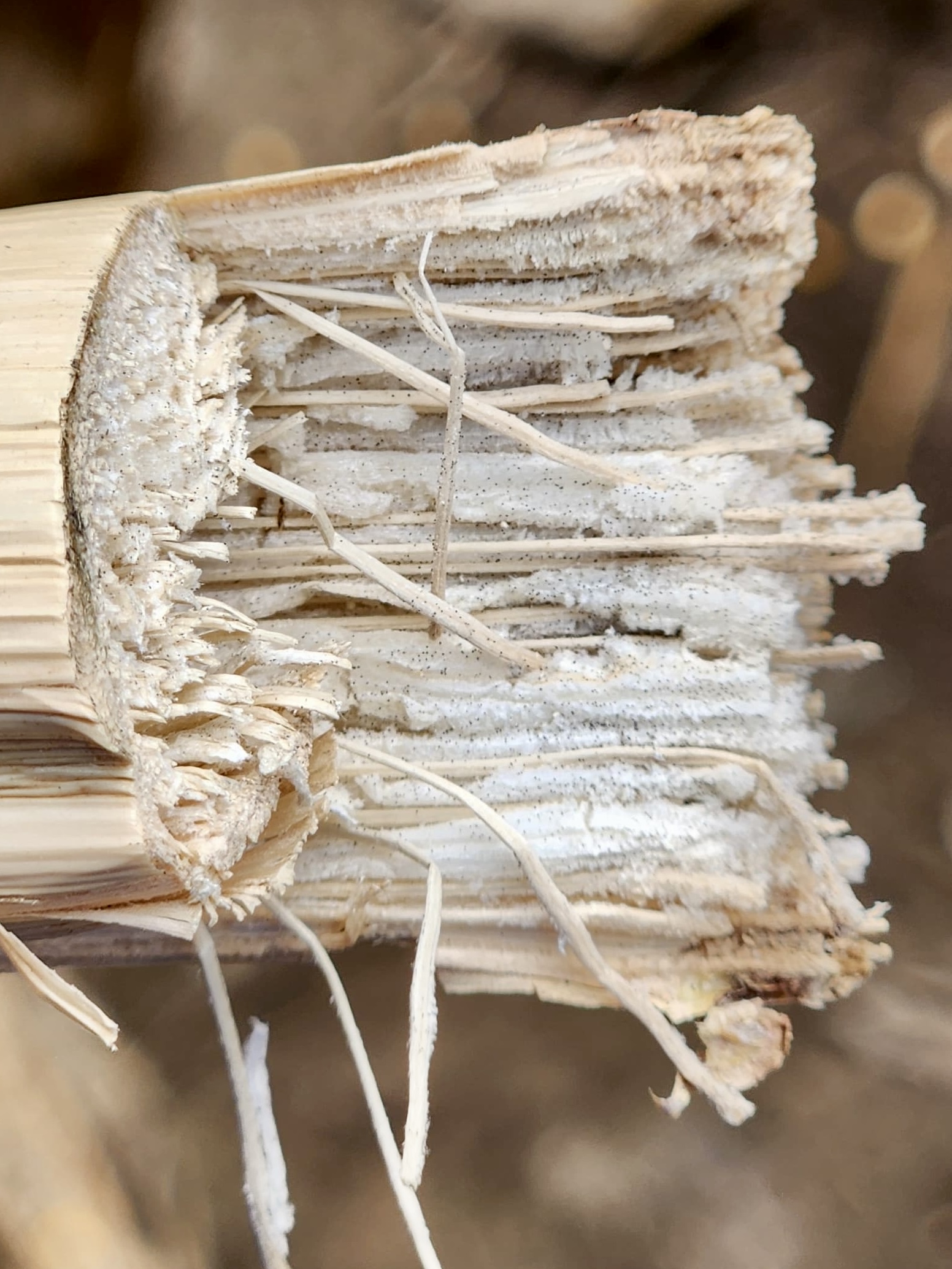 Close-up of corn stalk tissue showing white, shredded fibers and dark speckling caused by charcoal rot.