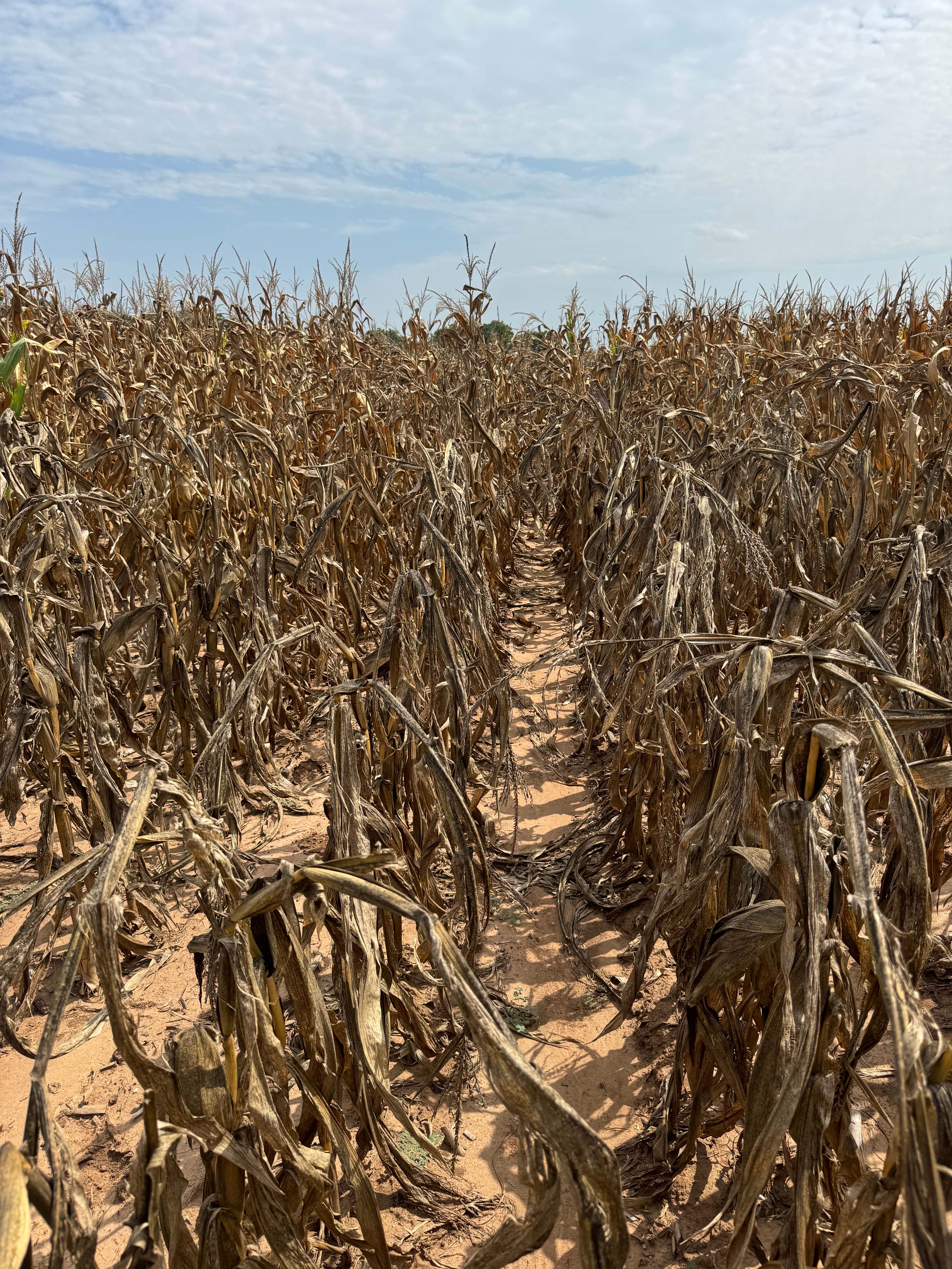 Dry, damaged corn plants with brown leaves and stalks in a field under a partly cloudy sky.
