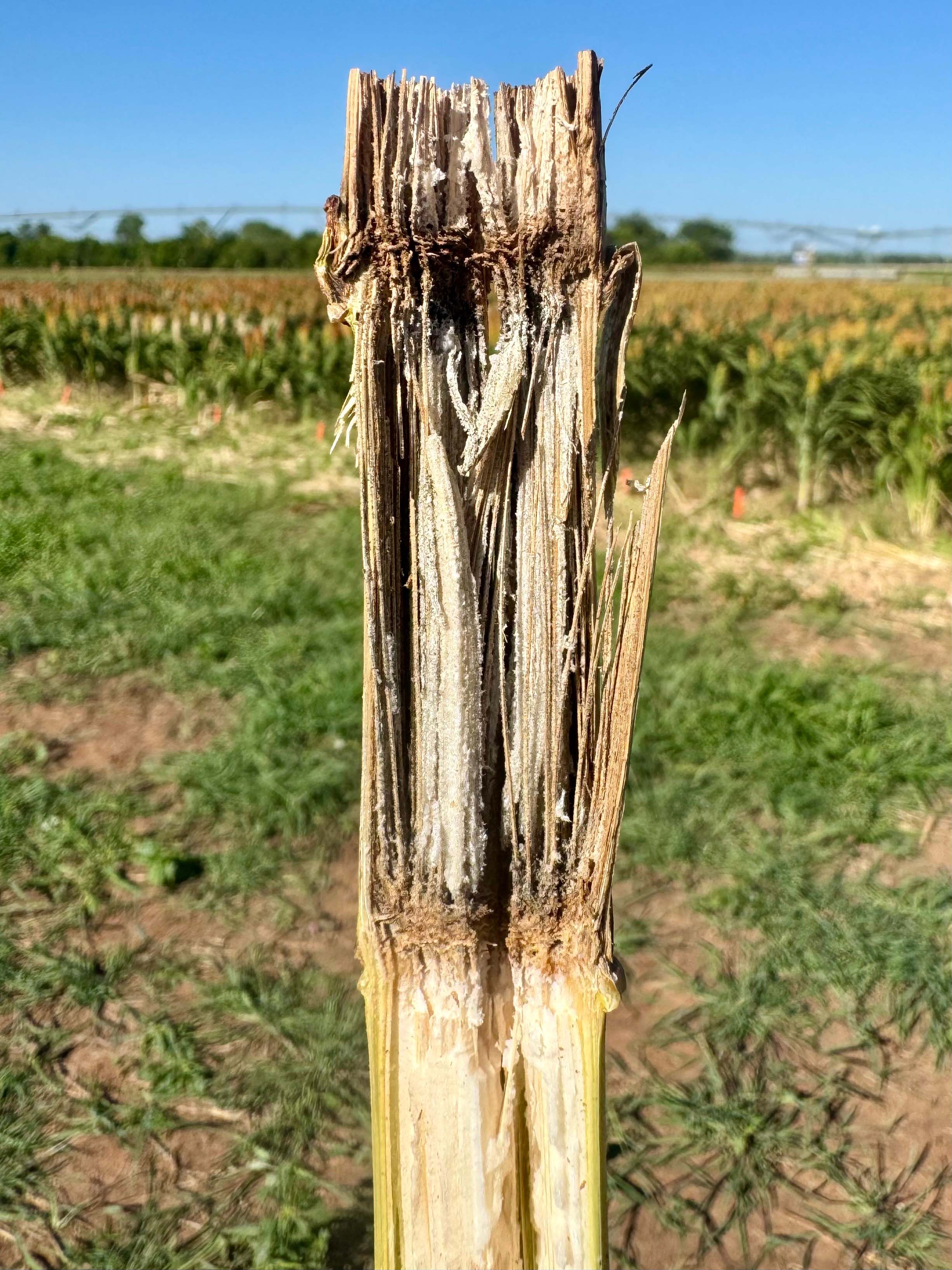 Close-up of a damaged corn stalk showing dark, decayed tissue in a field.