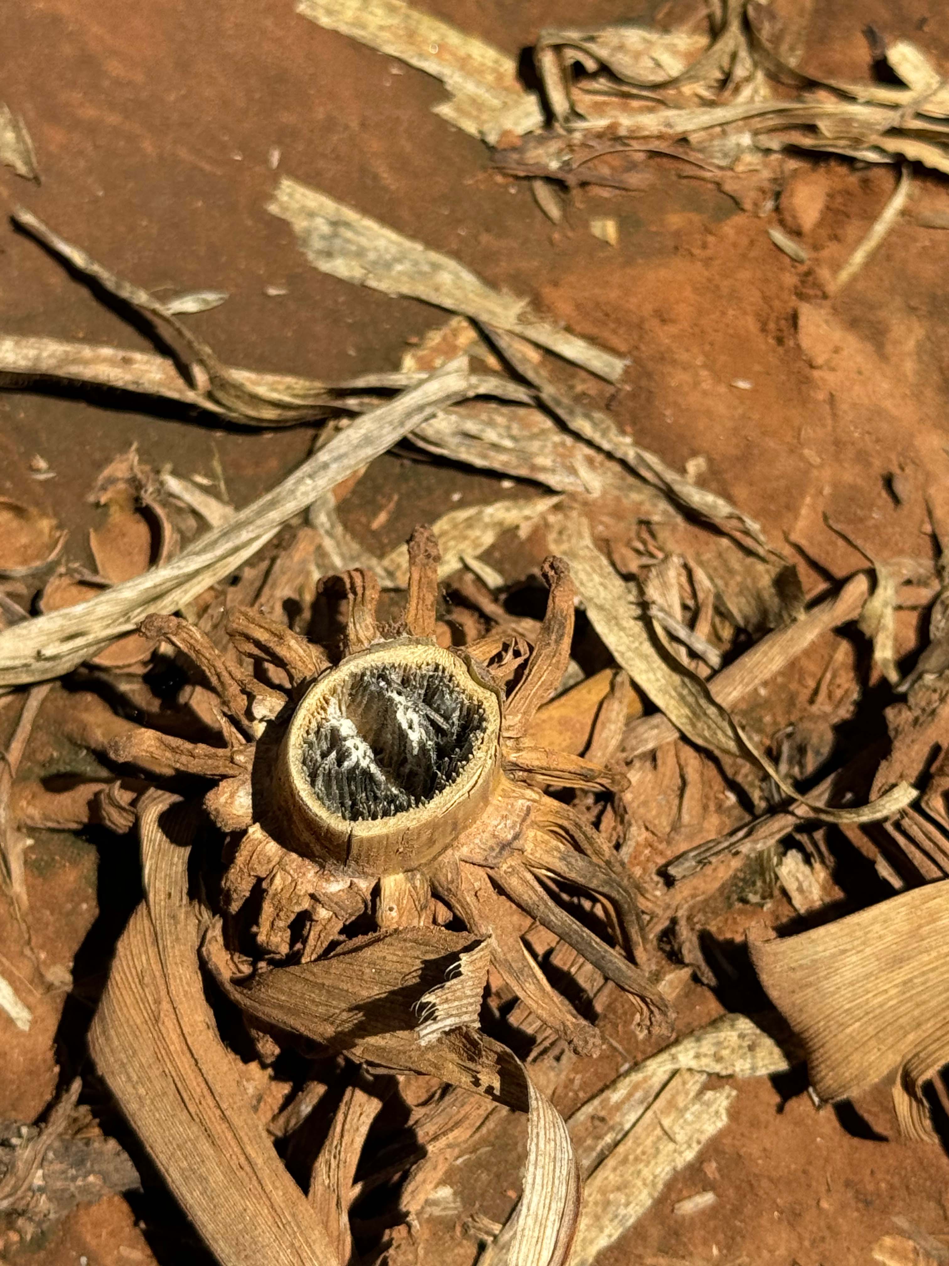 Close-up of a cut corn stalk showing dark fungal growth and decay surrounded by dried plant debris.