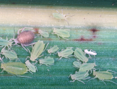 A brown mummy crawling amongst greenbugs on a green leaf.