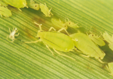 Nymph and adult greenbugs on a green wheat leaf.
