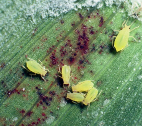 A group of greenbugs on a green leaf causing damage to the leaf.