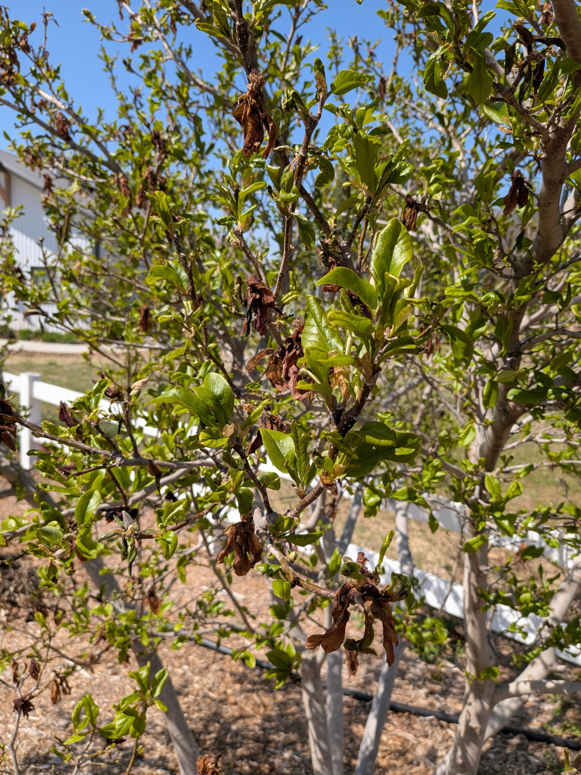 Close-up of tree branches with green leaves and brown wilted blooms showing damage in sunny backyard garden.