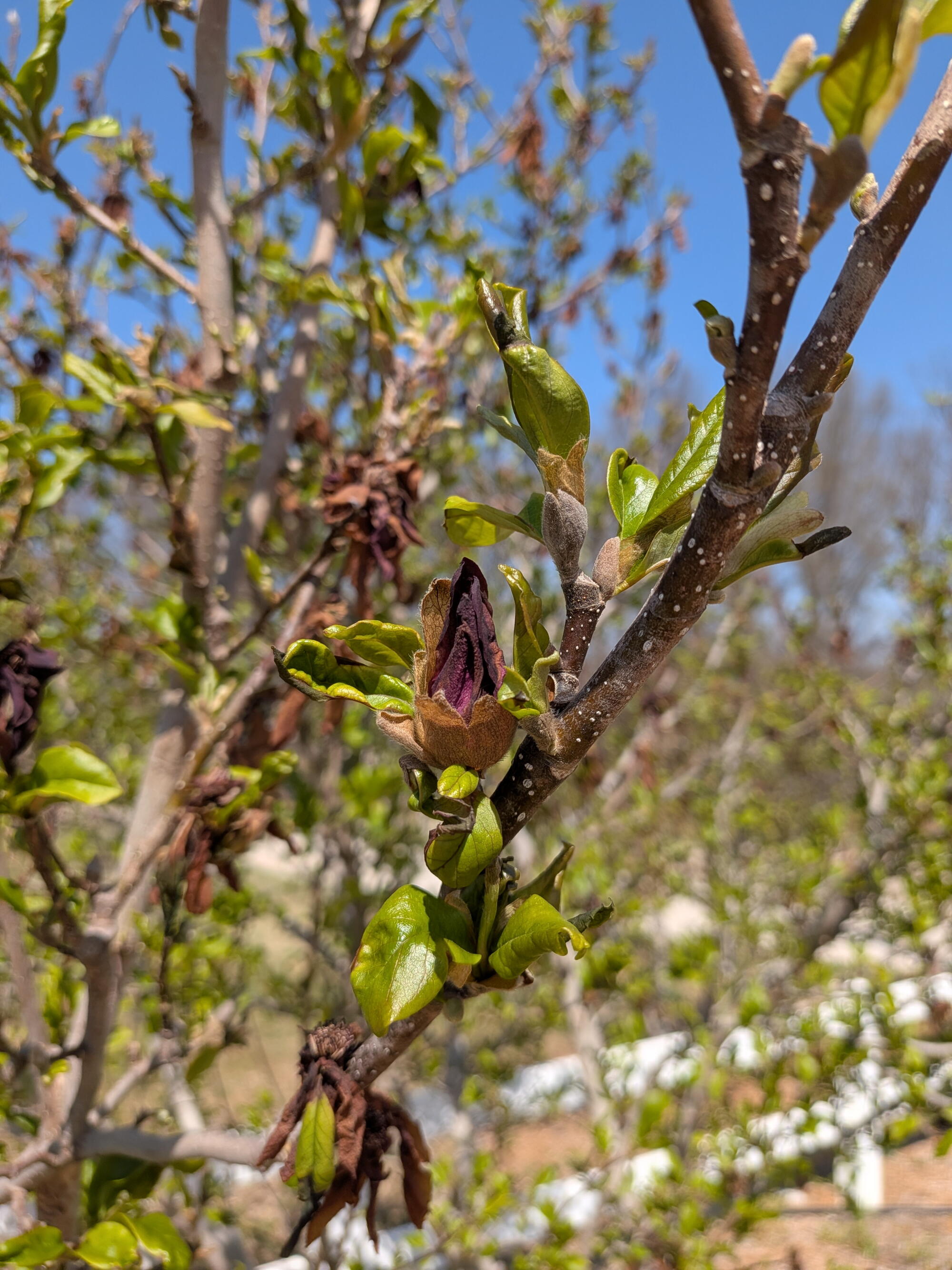 Magnolia bud with dried petals and fresh leaves on branch against blue sky, highlighting plant stress and seasonal change.