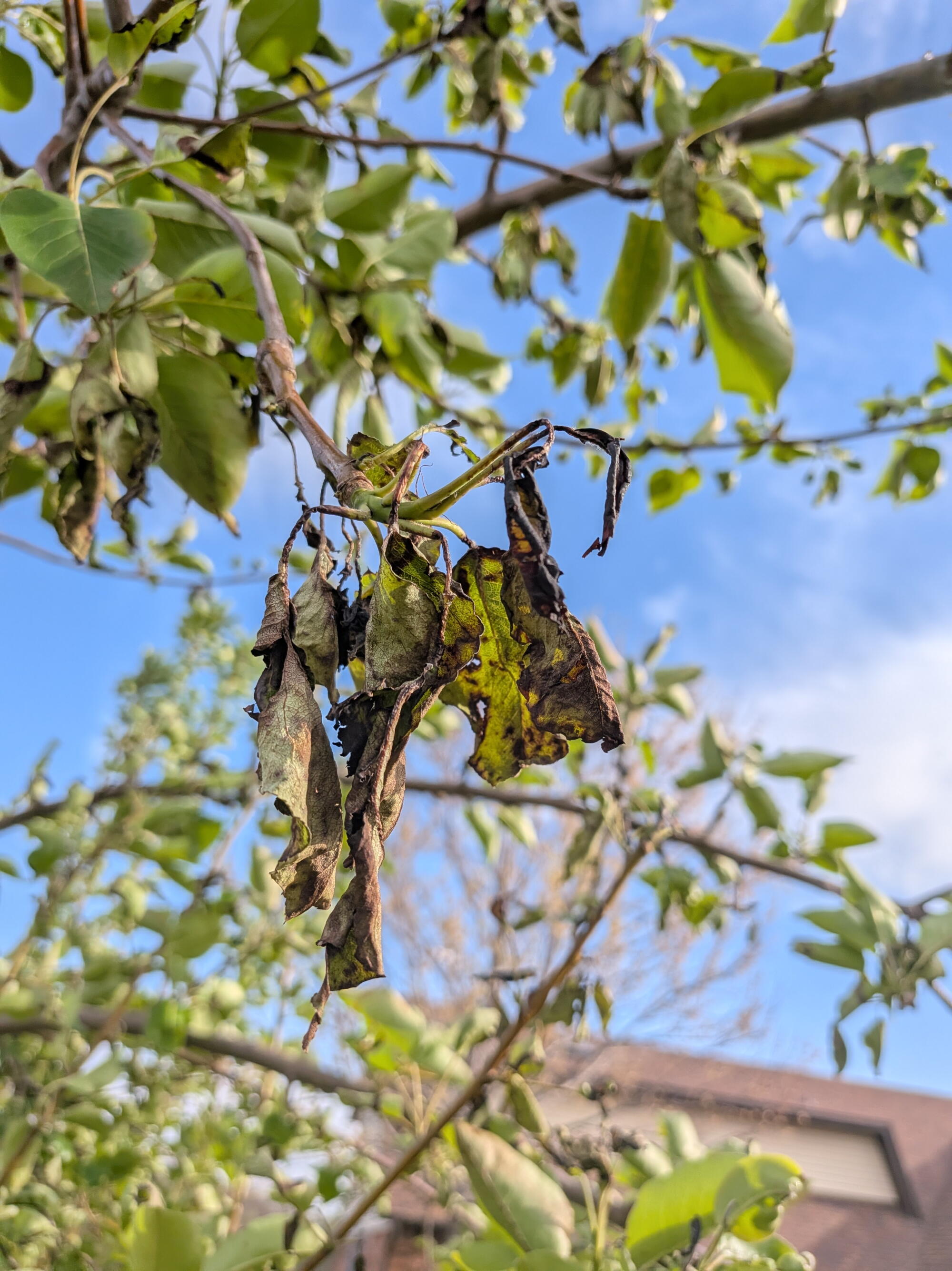 Cluster of curled dark leaves on tree branch with surrounding green foliage, showing signs of disease or drought damage outdoors.