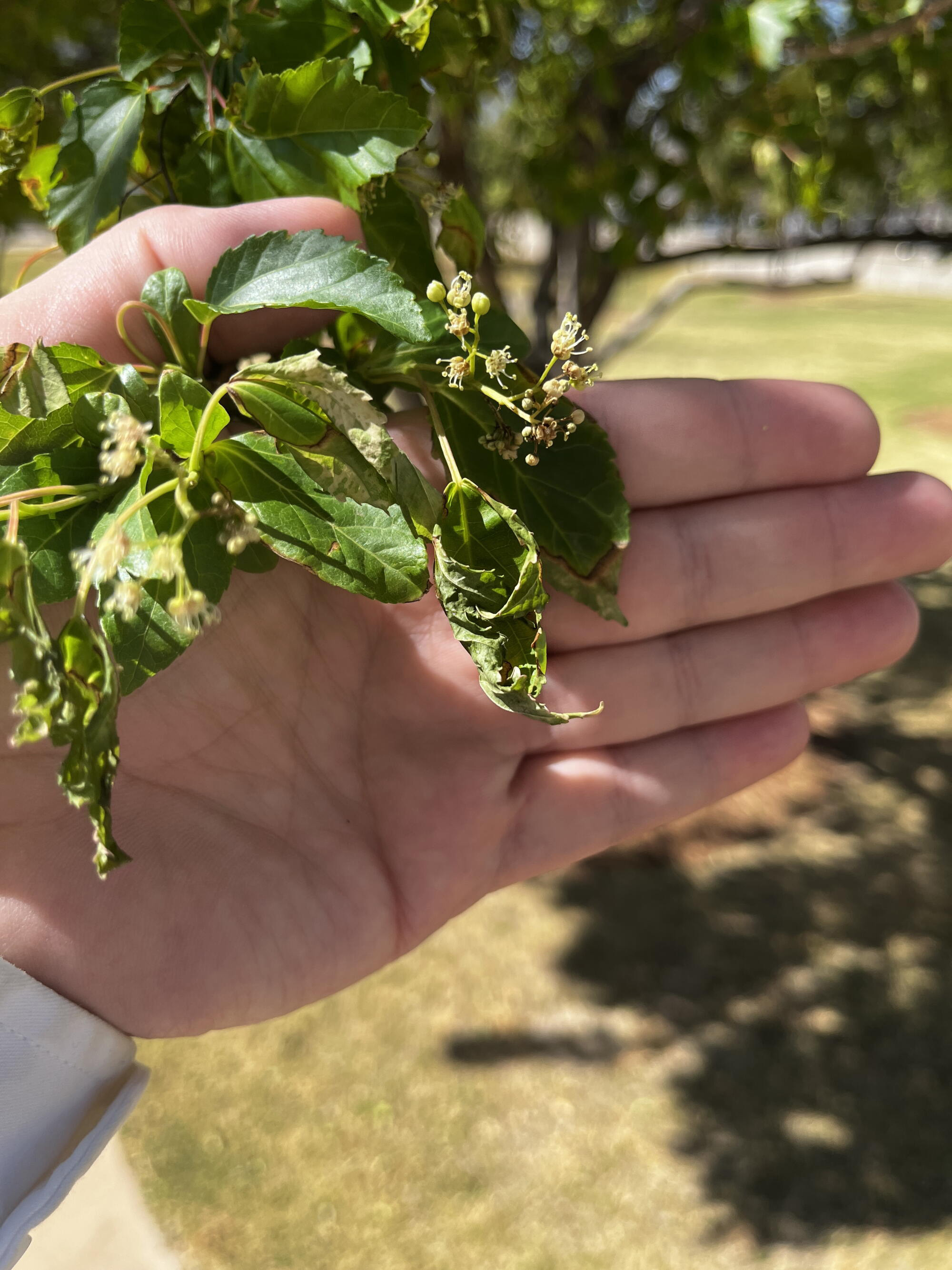 Hand holding tree branch with small white blossoms and curled leaves showing damage in bright sunlight.