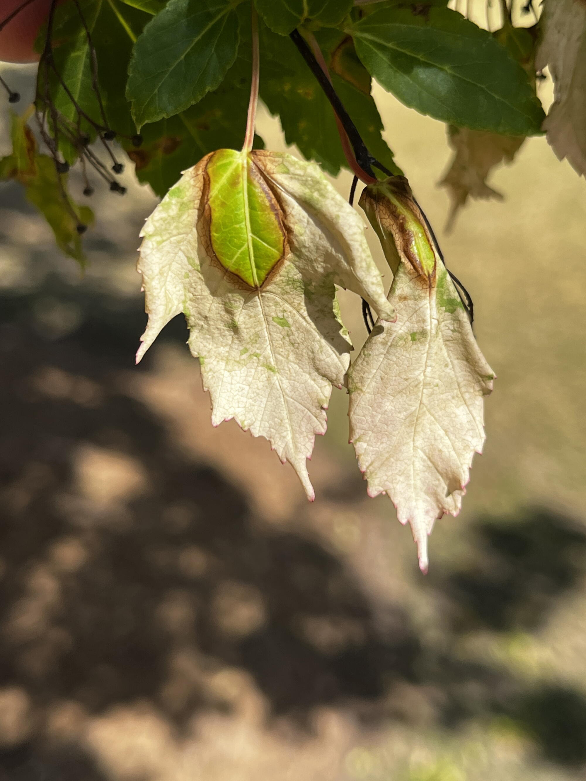 Close-up of pale damaged leaves with brown edges and green veins on tree branch in outdoor setting.