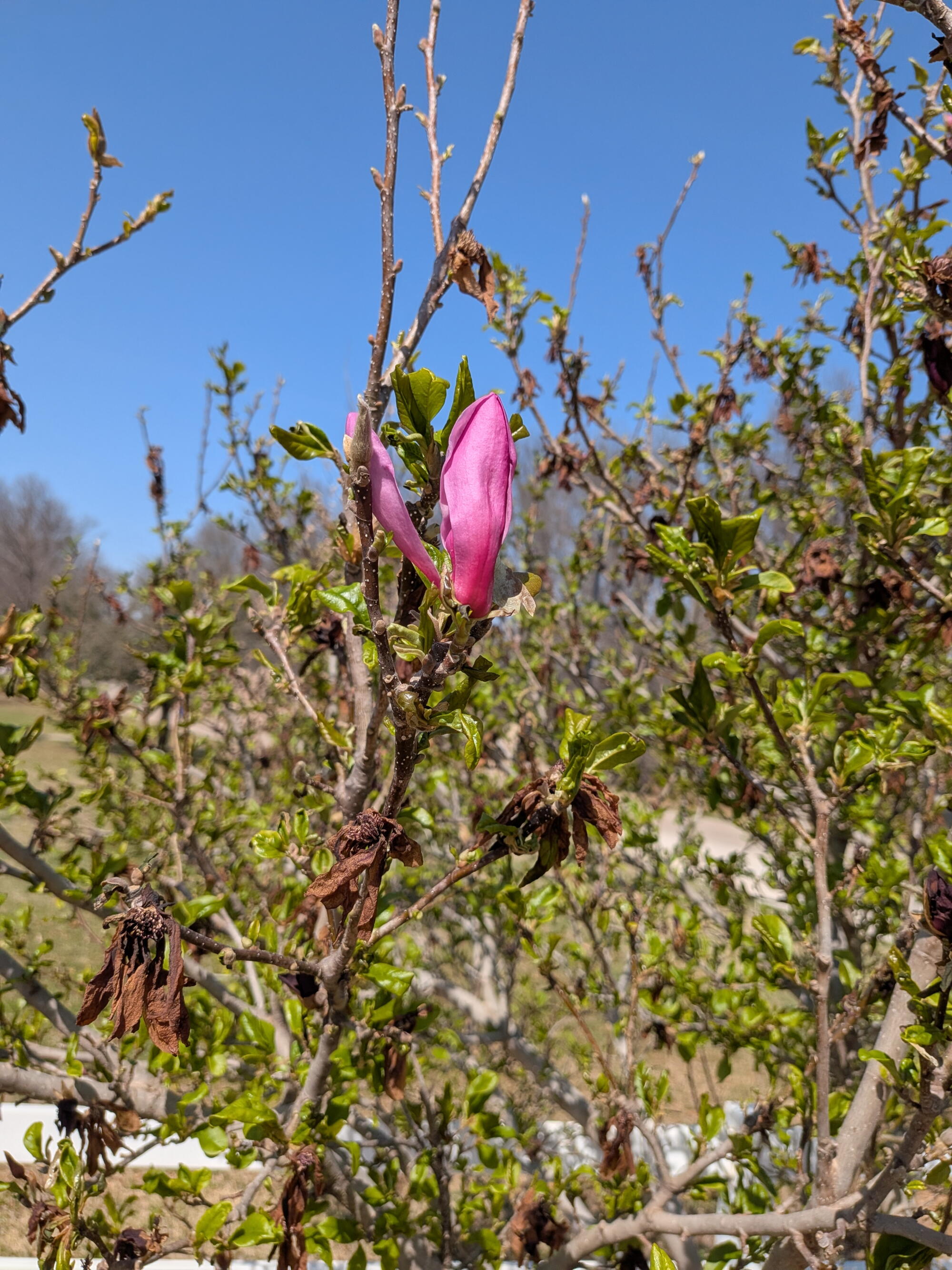 Pink magnolia bud blooming on tree with wilted brown leaves and fresh green growth against clear blue sky.