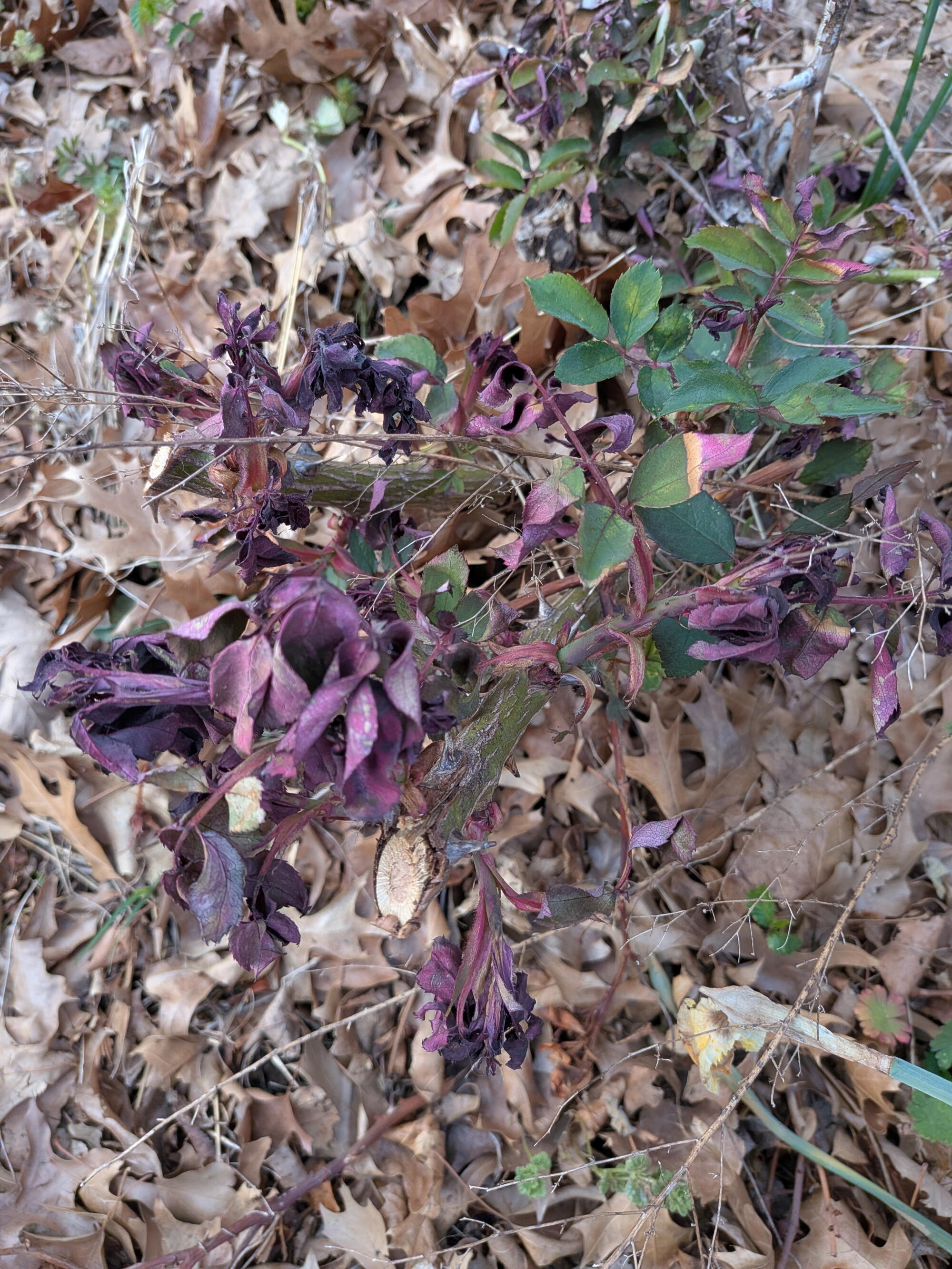 Wilted rose bush with dark purple frost-damaged blooms and leaves on ground covered in fallen oak leaves.