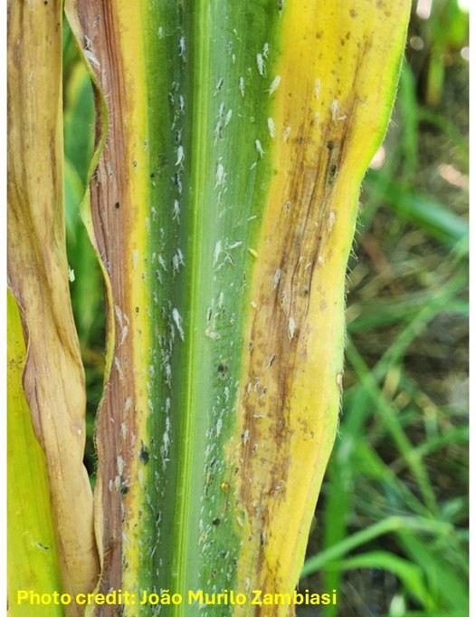 A close-up of a damaged corn leaf showing a dark green center stripe bordered by yellow and brown tissue. Numerous small, pale leafhoppers are scattered across the leaf surface. The leaf exhibits signs of stress and feeding damage, including discoloration, necrotic streaks and black specks. A photo credit to João Murilo Zambiasi appears in the lower-left corner.