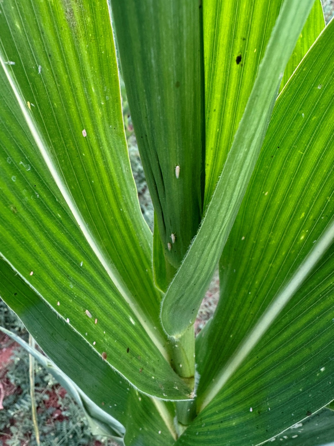 Numerous small leafhopper nymphs on a bright green corn leaf. The pale-yellow insects have soft, segmented bodies and are feeding on the plant surface.