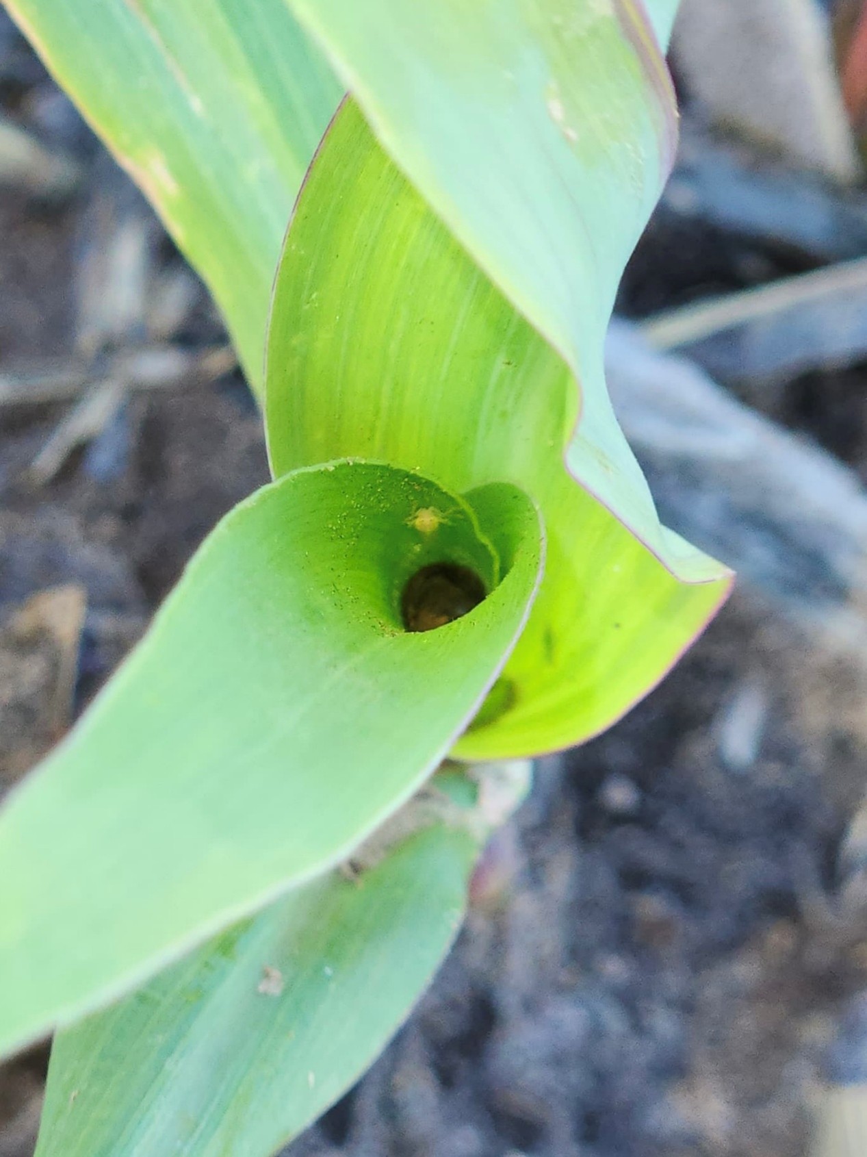 A small leafhopper emerging from inside a corn leaf. The pale insect is crawling along the leaf surface, partially exposed as it moves out from the folded leaf tissue.