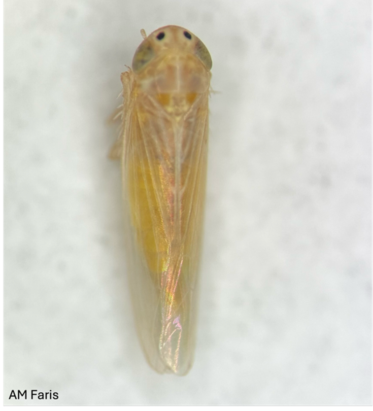 A close-up, magnified view of a small leafhopper. The insect has a slender, wedge-shaped body with transparent wings folded neatly along its back.  The credit 