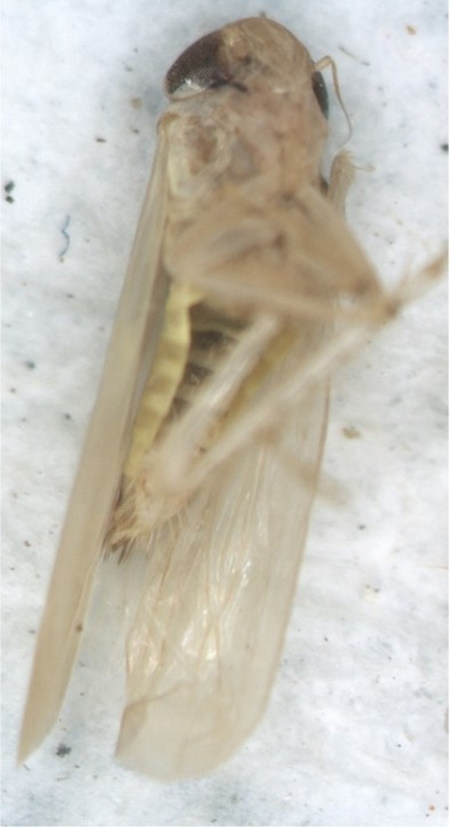A close-up of a leafhopper lying on its back, showing its large dark eyes, pale-yellow body, and transparent wings folded along its sides.