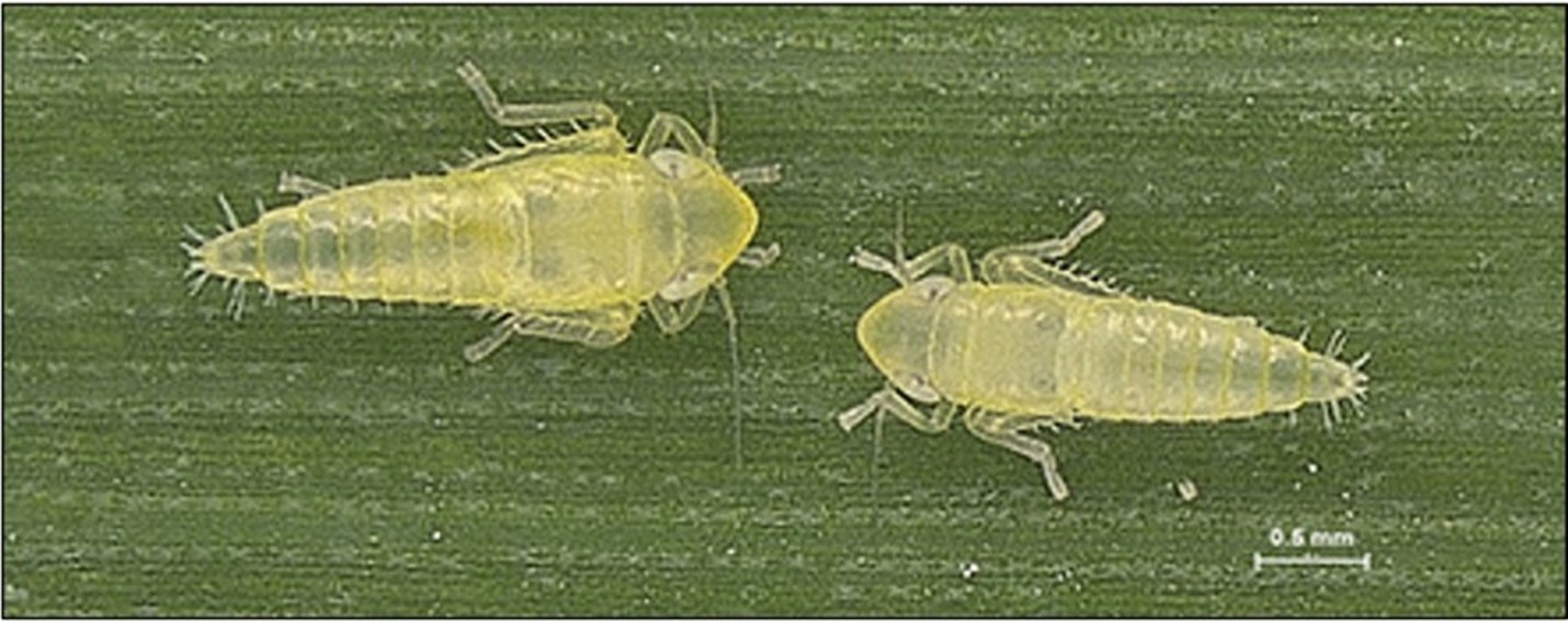 Leafhopper figure-3 A close-up image of two pale-yellow leafhopper nymphs resting on a green leaf. The small, wingless insects have segmented bodies, six legs and short bristle-like projections at the tips of their abdomens. A scale bar in the lower-right corner indicates a size of 0.5 millimeters.