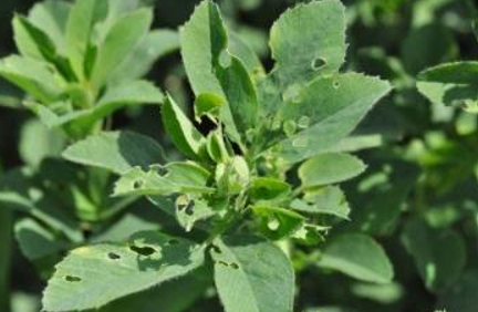 figure-one.PNG Green alfalfa weevil with holes all around the plant to indicate larava tip feeding.