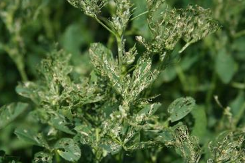 figure-three.PNG A green alfalfa plant with holes all around to indivate larval damage.