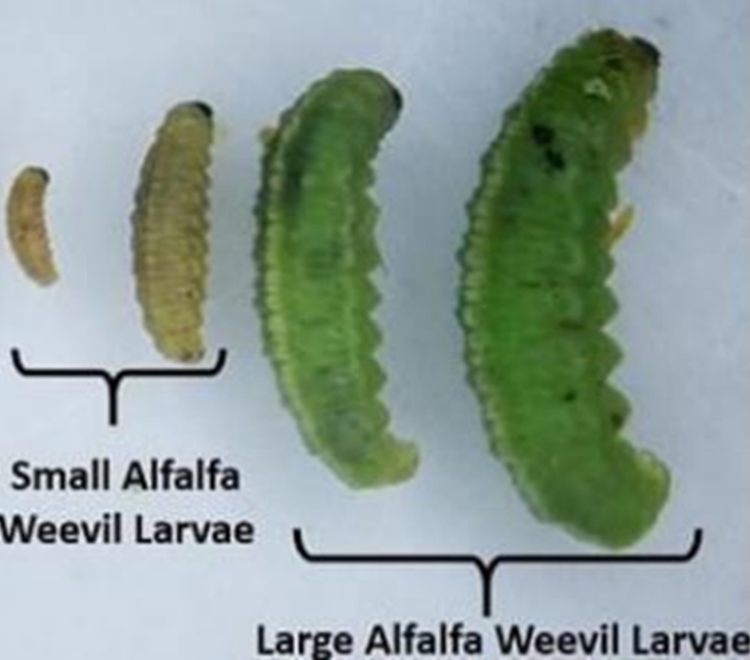 Four different stages of alfalfa weevil larva development with the first two (from the left) light green small alfalfa weevil larvae and the next two (from the right) a darker green large alfalfa weevil larvae.
