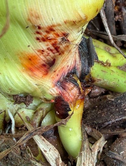 A green sorghum stalk with red and black spots indicating damage from a chinch bug.