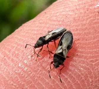 Two black adult chinch bugs on a person's fingertip.