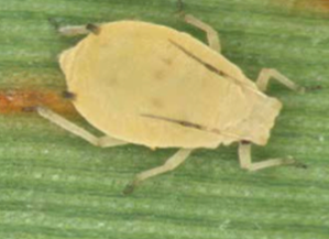 A small yellow sorghum aphid on a green leaf.