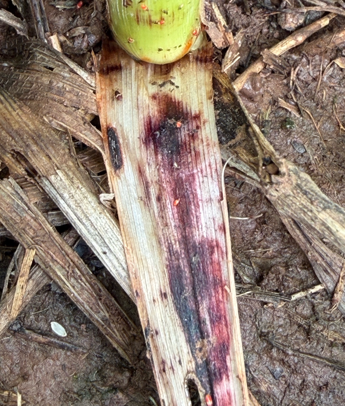 The lower sheath of sorghum stalk that has red and black spots to show damage from chinch bugs.
