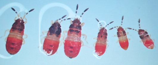Six red chinch bug nymphs that are different sizes, under a microscope.