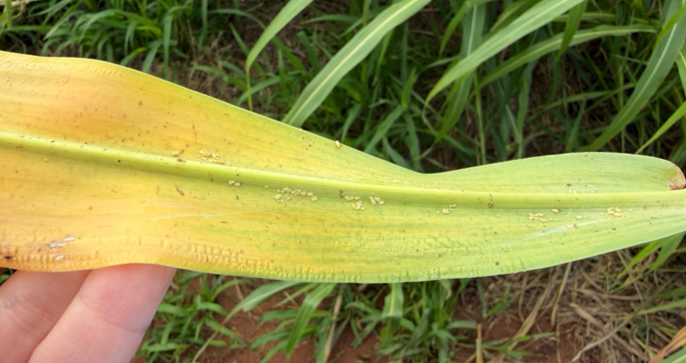 Tiny sorghum aphid nymphs and adults crawling along a yellowish green sorghum leaf.