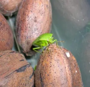 A green stink bug on a group of brown pecans.