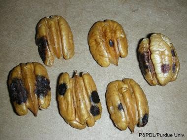 Six pecan kernels are shown with dark black and brown spots, discoloration and damaged areas.