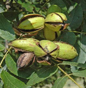Green pecan husks split open on a tree branch, revealing brown pecan shells inside.