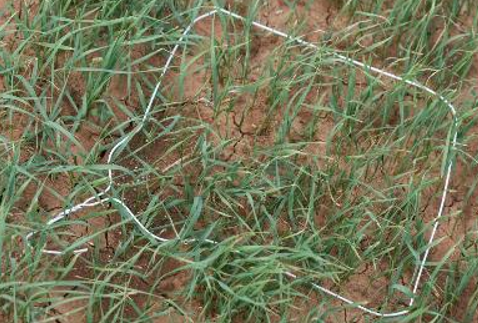A white wire hanger sitting in dirt that has patches of green grass growing.