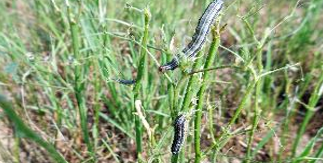 Two fall armyworms crawling on green grass blades close to the ground.