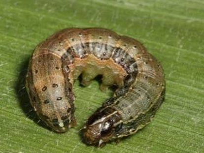 A fall armyworm on top of a leaf as it is curled into a U-shape.