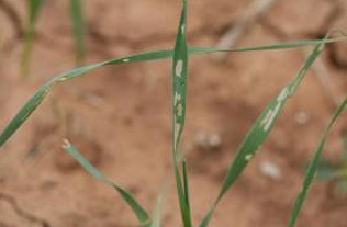 Green leaves poking out of the ground that have damage from the fall armyworm.